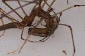 Tetragnatha_bituberculata_D7910_D_89_North Stradbroke island_Australie